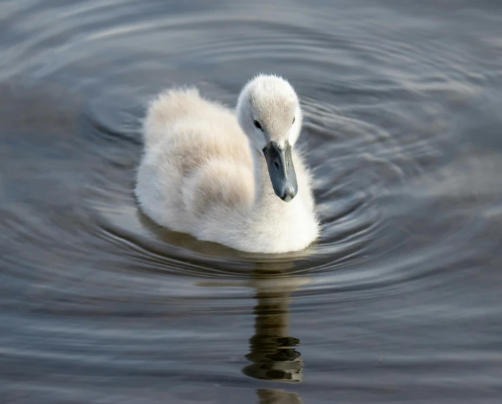 the swan is floating on the water with it's head under the water's surface