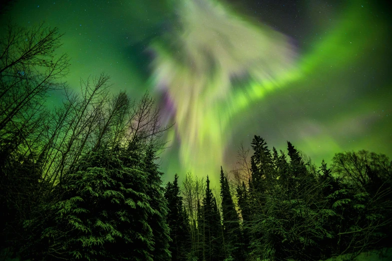 the aurora and blue night sky with trees