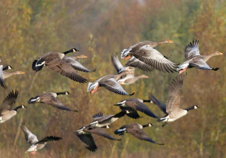 a flock of birds flying across a field