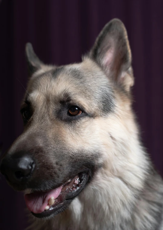 a dog is sitting in front of a purple backdrop