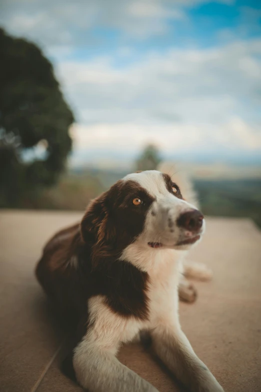 a brown and white dog is sitting on a sidewalk