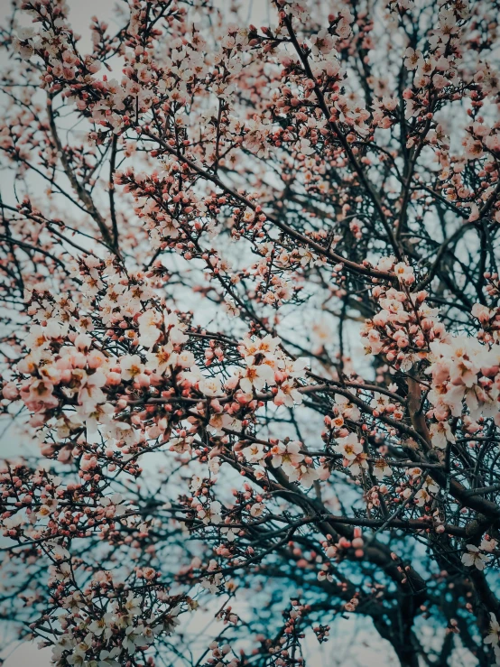 a nch of a blooming tree against a white sky