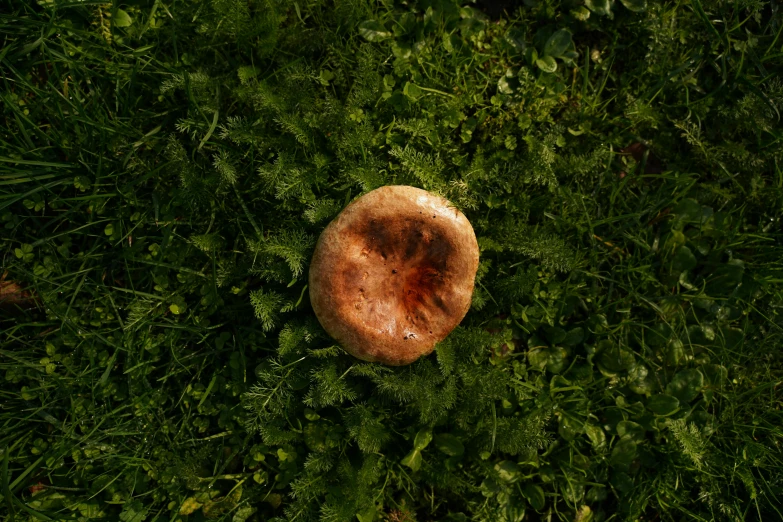 the remains of a mushroom are lying in the grass