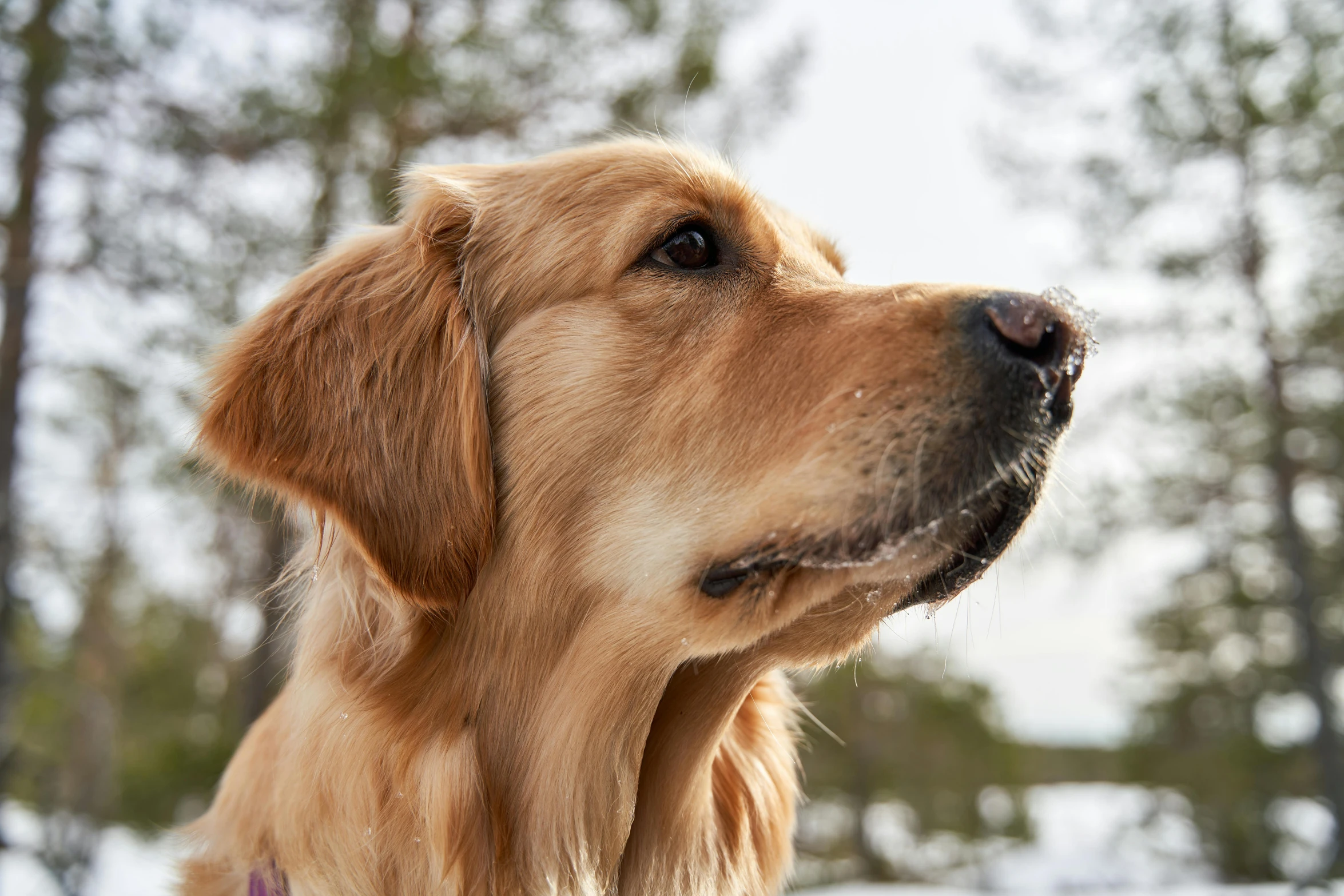 the head and upper part of the face of a brown dog in front of some snow