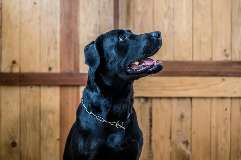 a black dog with his tongue hanging out