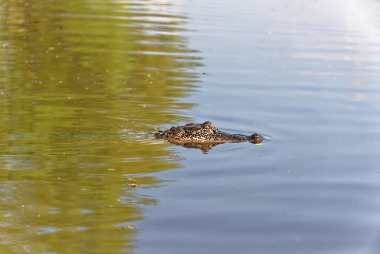 a frog sitting in the water is swimming