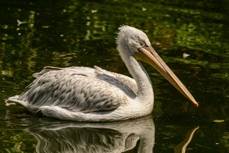 a close up of a pelican in the water near the grass