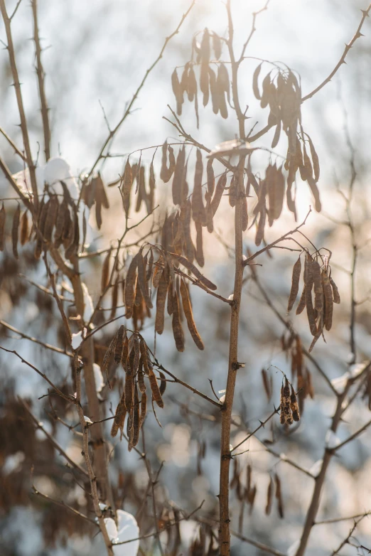 some brown and black seeds on a tree