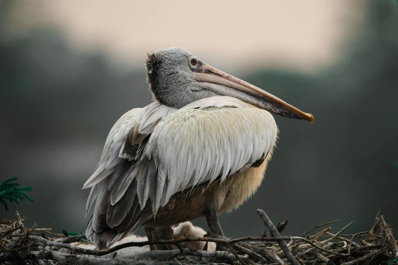 the bird is standing in the middle of its nest