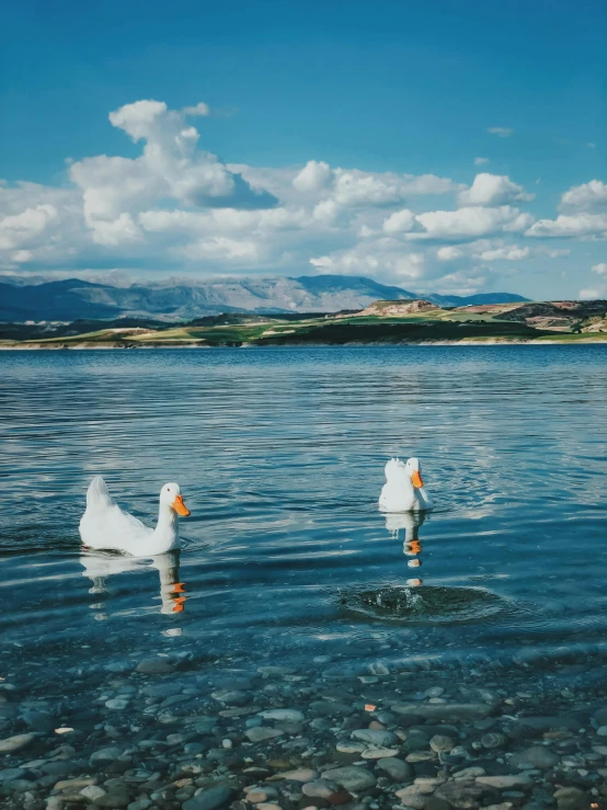 two white ducks floating in the water on a sunny day