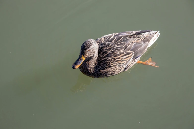 duck swimming in water in urban setting, overhead view
