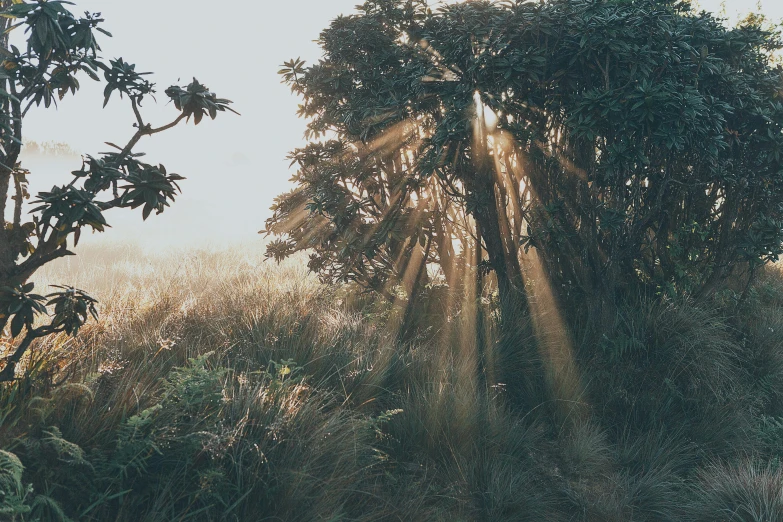 an elephant standing in the middle of some tall trees