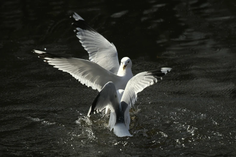 a seagull landing in the water with wings spread