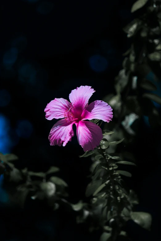 purple flower on the dark background near leaves