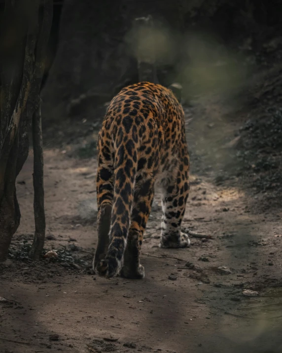 the small leopard is walking along the path