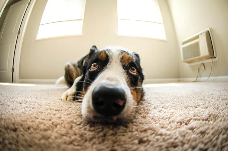 a close up of a dog on a carpet with its face laying on the floor