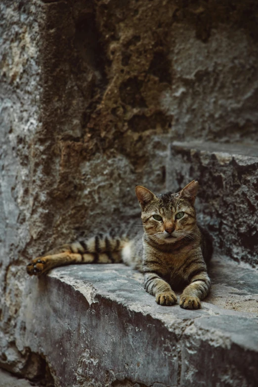 a cat sits on the ledge of a stone wall