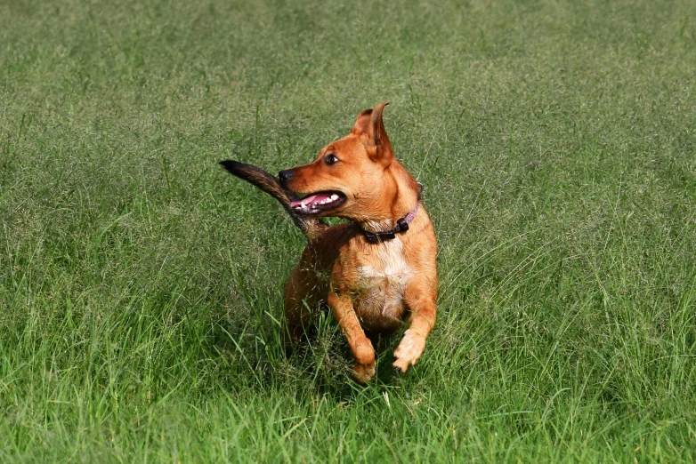 a dog that is playing in the grass