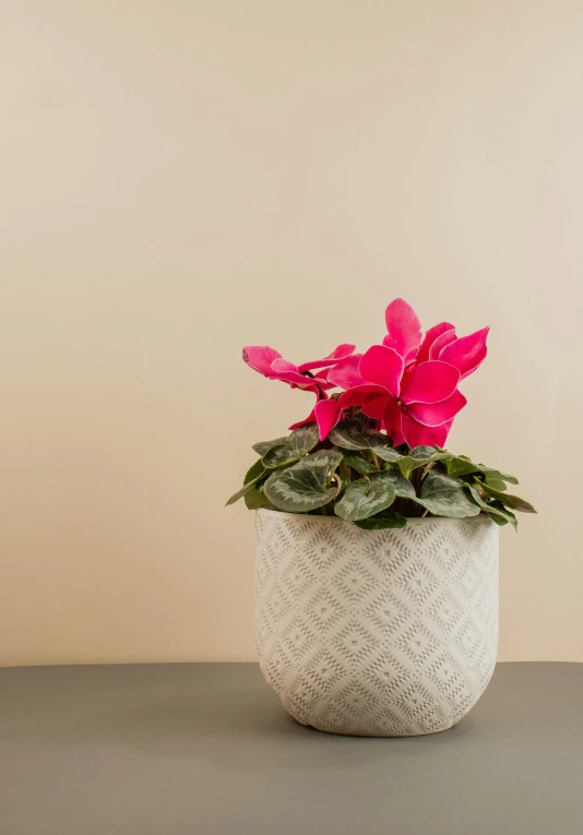 a close - up of a potted plant sitting on a table