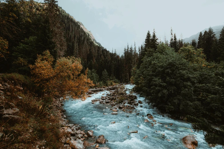 a river flowing through a green forest next to some tall pine trees