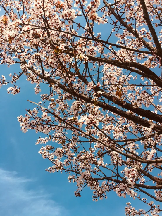 an upward view of a white blossoming tree with blue skies in the background