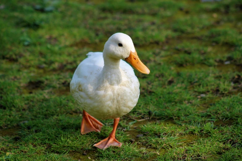 the duck is walking on the grass