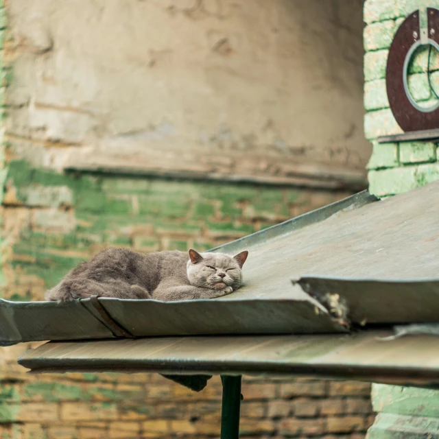 a cat lying on a roof and a building