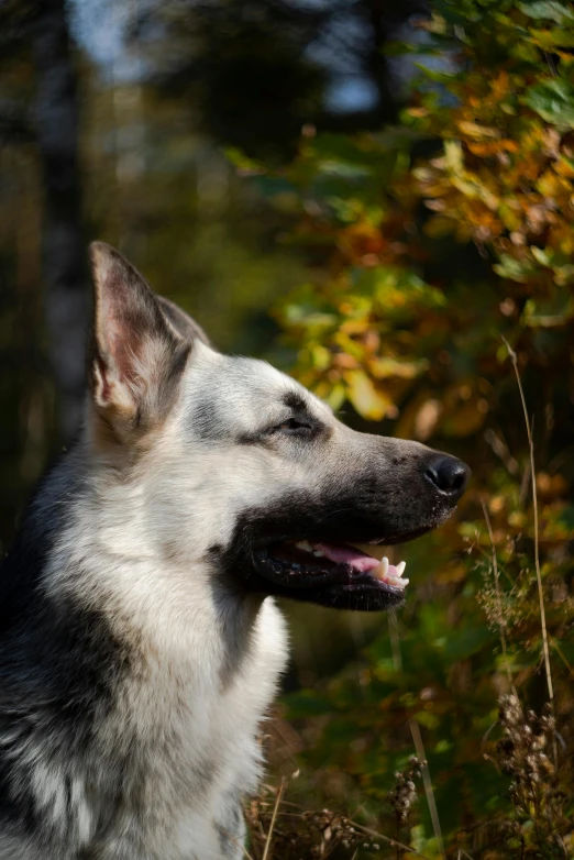 a white and gray dog sitting in the woods