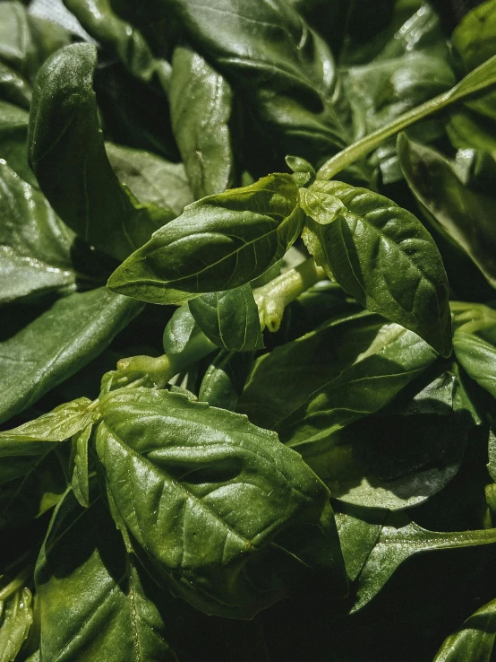 some very green leafy plants with white tips