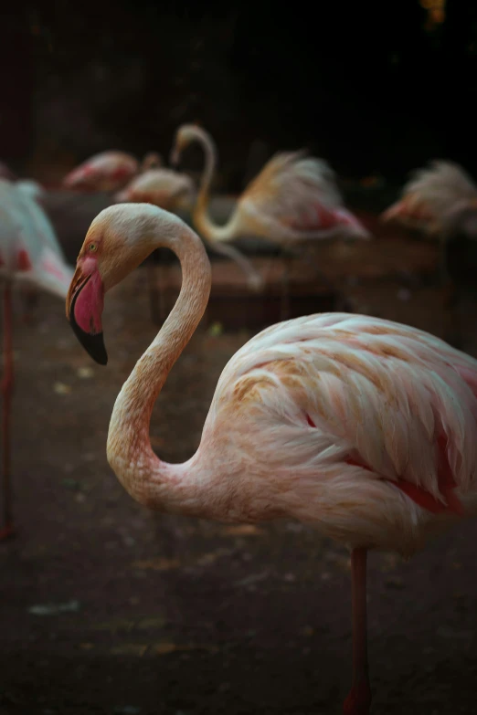 a flock of flamingos that are standing around together