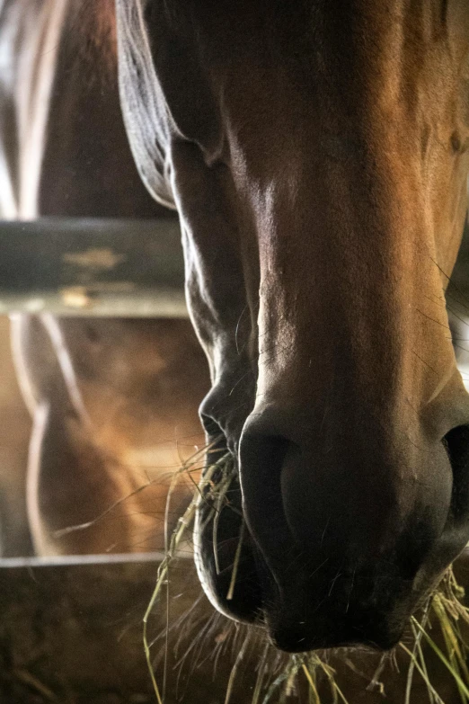 a brown horse with it's nose on some grass