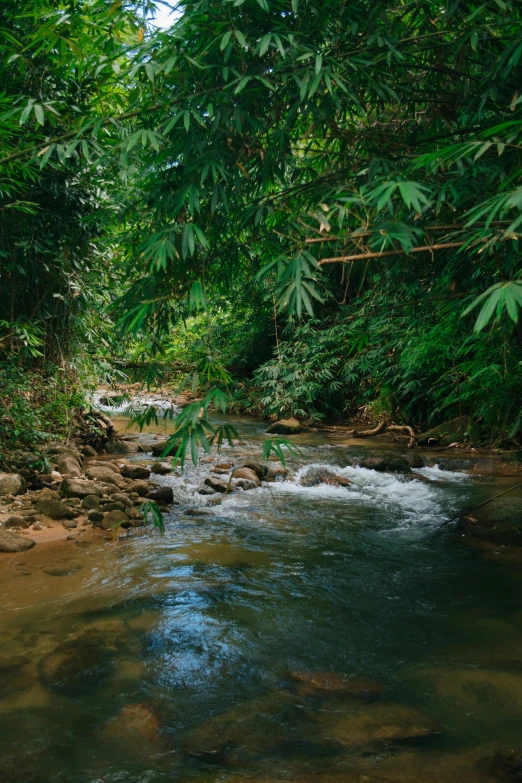 a small stream in the middle of a wooded area