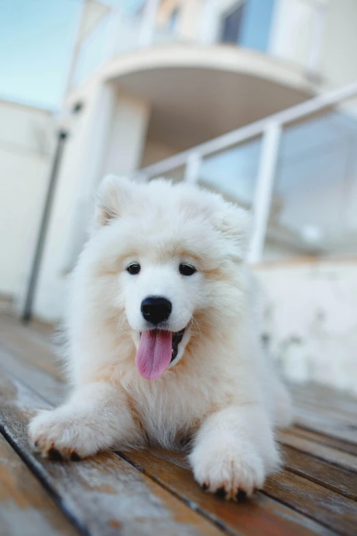 white fluffy puppy laying on wooden deck outside boat