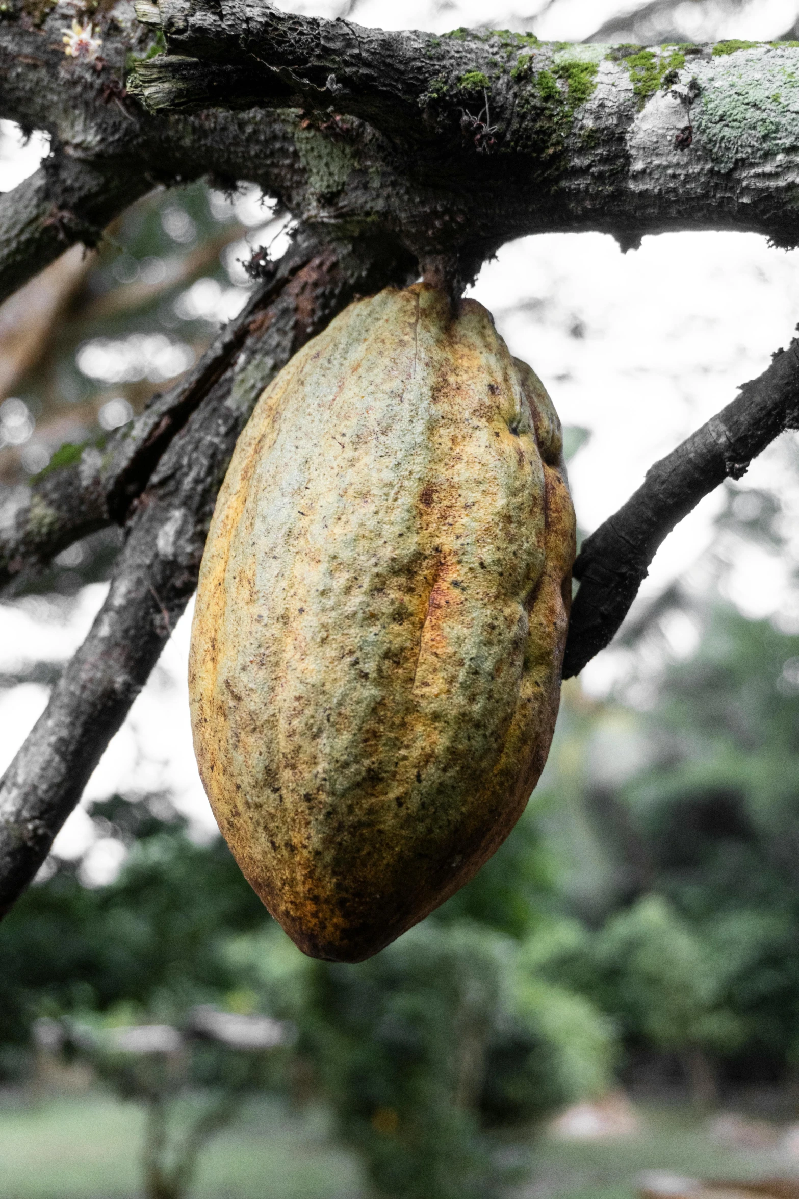 a tree nch with an odd looking fruit hanging from it