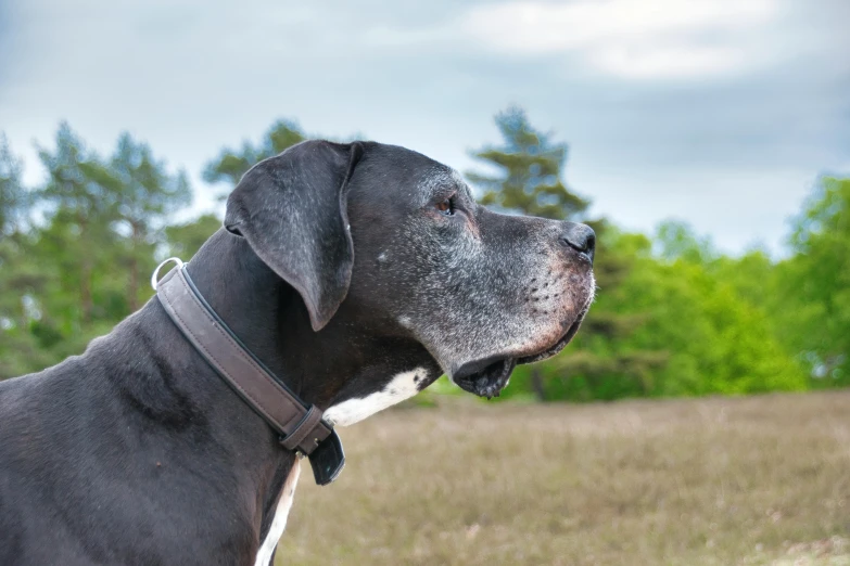 a dog that is standing in the grass