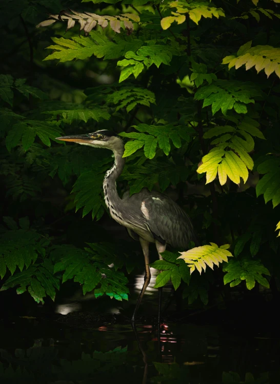 a long legged bird standing in the middle of trees