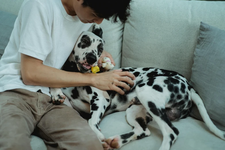 a man is on a couch playing with a dalmatian