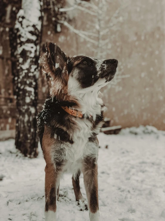 a little dog that is standing in the snow