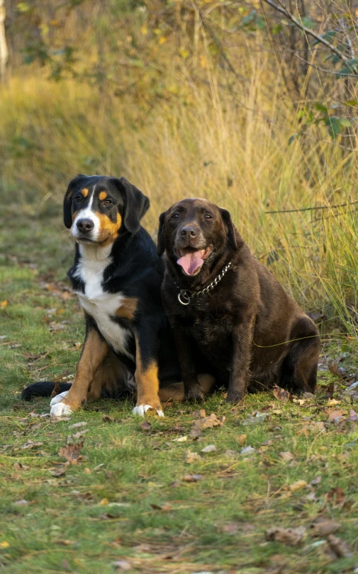 two dogs sitting next to each other in the grass