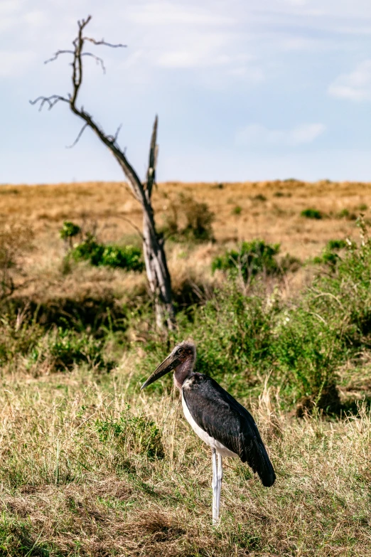 a bird stands on the edge of the savannah