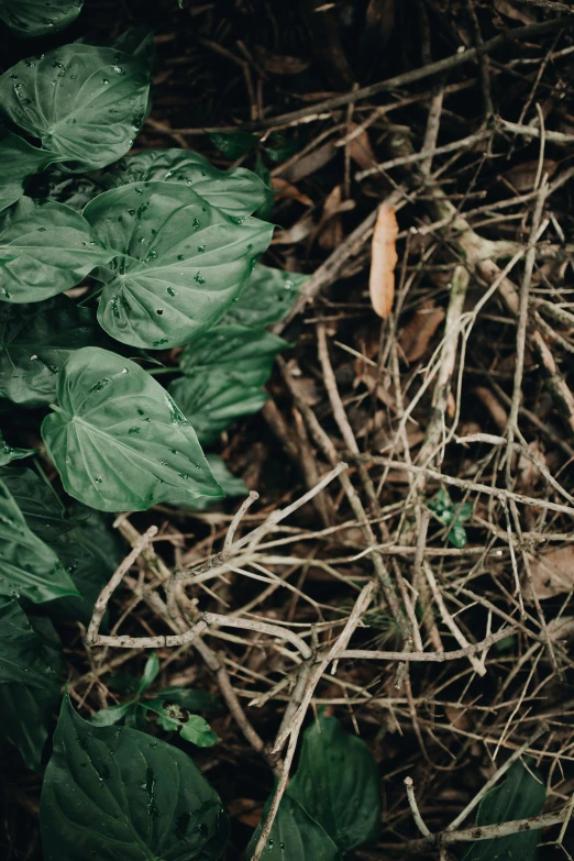 a bunch of leaves laying on top of a dirt field