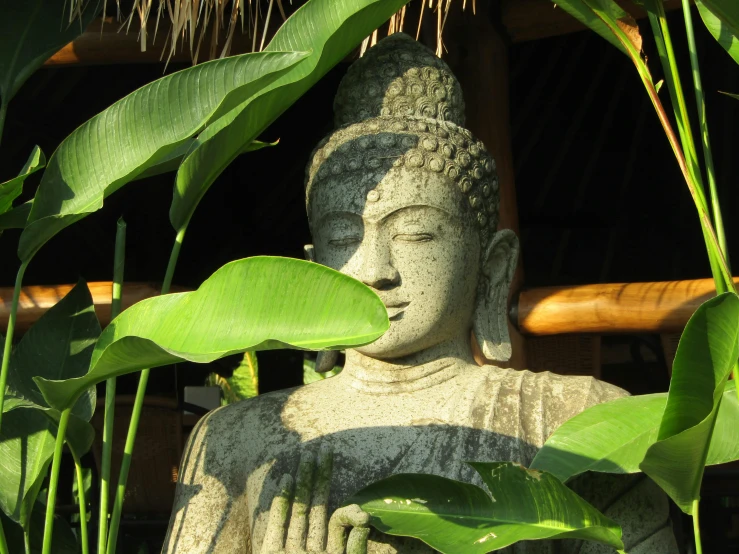an image of a buddha statue near some plants