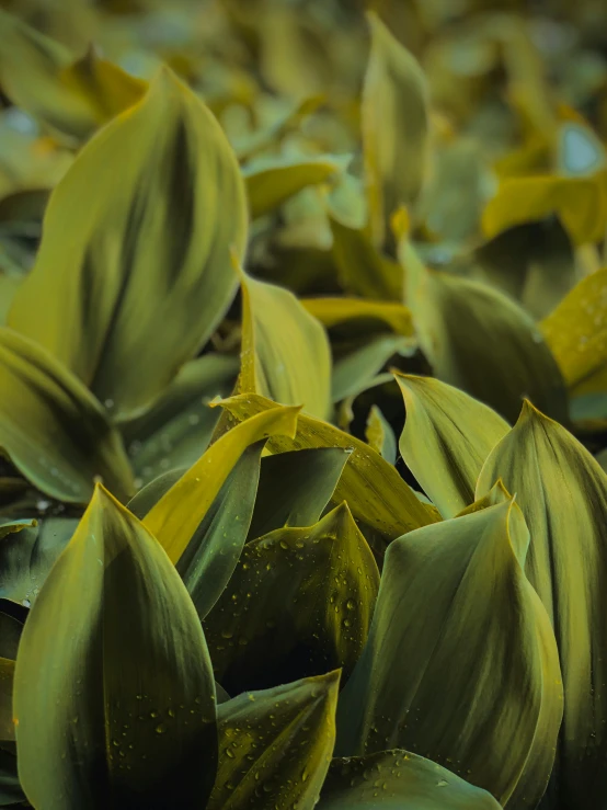 a close up of yellow flower and green leaves