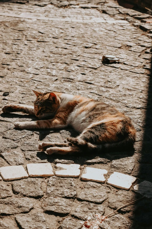 an orange cat is laying down on the street