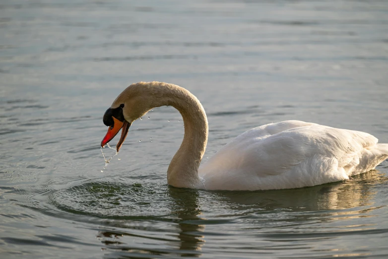 a white swan with a bird in it's beak is swimming on the water