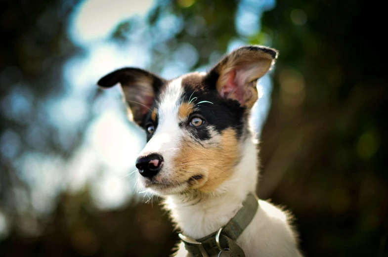 a dog with a collar is looking at the camera