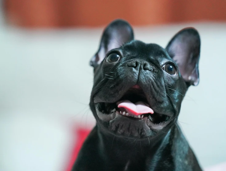 a small black dog has a tooth brush in it's mouth