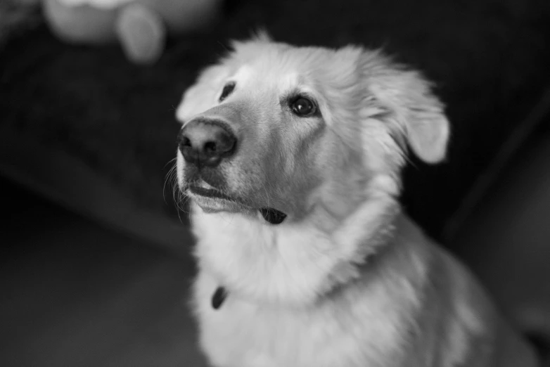 black and white pograph of a dog with a frisbee