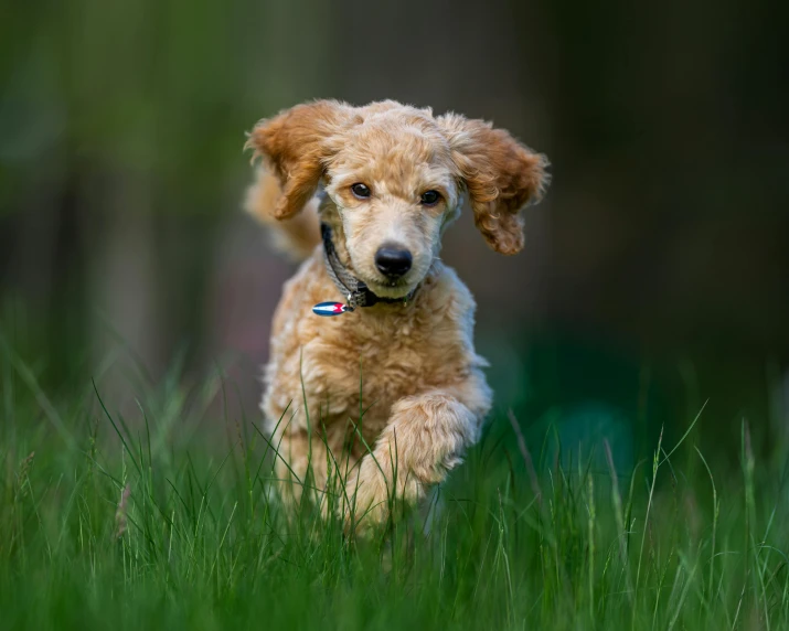 a dog is running through the grass