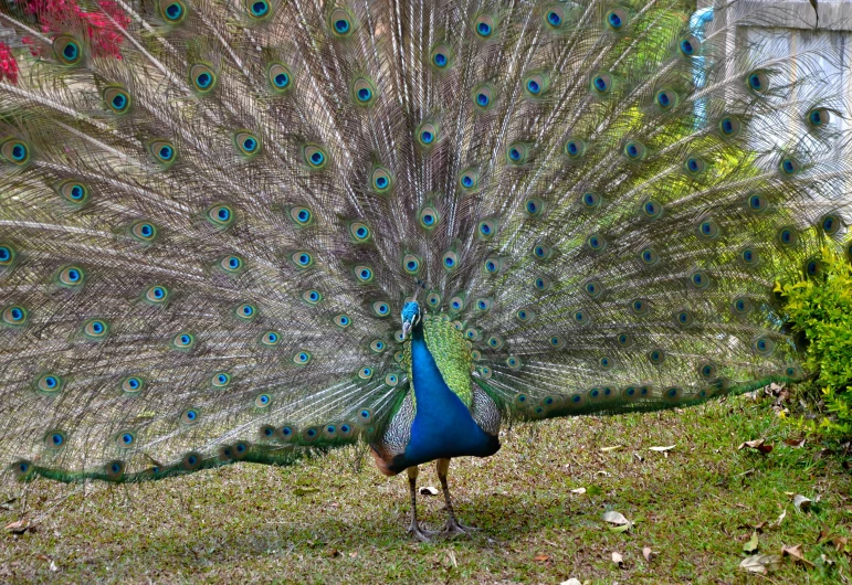 a peacock displaying its feathers in front of his house